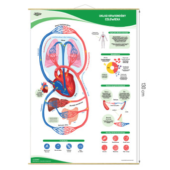 Настінна навчальна дошка: Схема кровоносної системи людини, 90×130 см, ламінована, з дерев'яними штангами