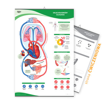 Двосторонній плакат: Кровоносна система людини / сторінка з вправами, 68x100 см