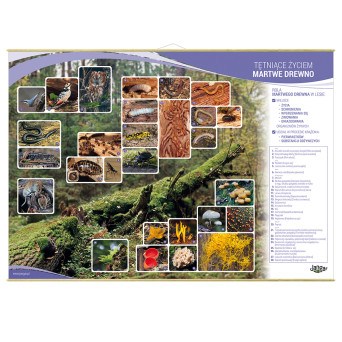 Wall Chart: Dead Wood Teeming with Life, 130 x 91 cm