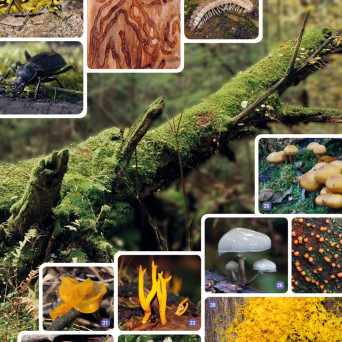 Wall Chart: Dead Wood Teeming with Life, 130 x 91 cm