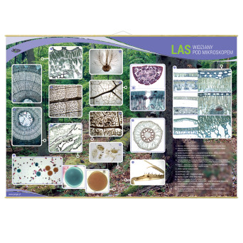 Plansza ścienna: Las widziany pod mikroskopem