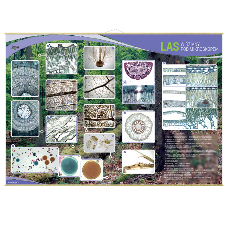 Wall chart: The forest seen under a microscope