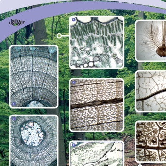 Wall chart: The forest seen under a microscope