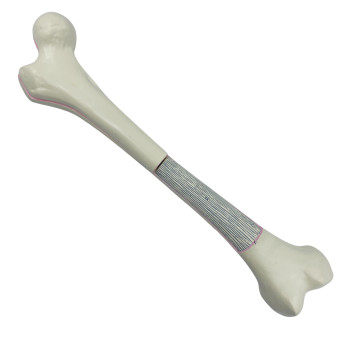 Human femur bone structure model, 2-piece