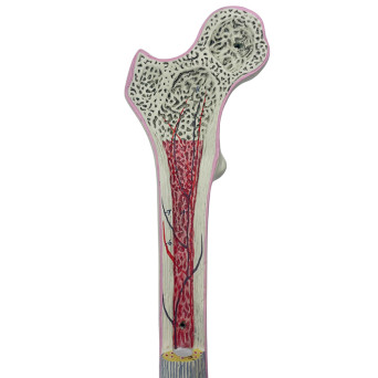 Human femur bone structure model, 2-piece