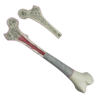 Human femur bone structure model, 2-piece