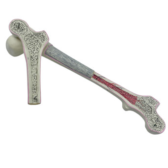 Human femur bone structure model, 2-piece