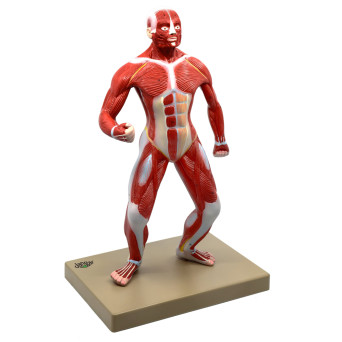 General Human Musculature Model, 1/4 Natural Size, on Base