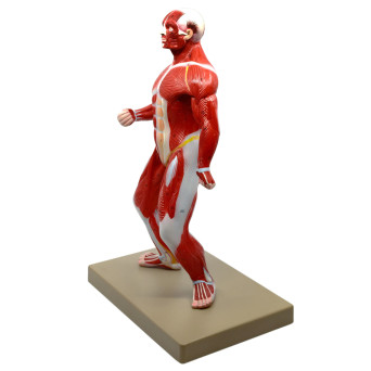 General Human Musculature Model, 1/4 Natural Size, on Base