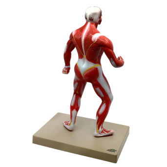 General Human Musculature Model, 1/4 Natural Size, on Base