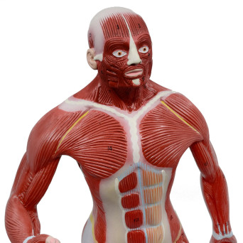 General Human Musculature Model, 1/4 Natural Size, on Base