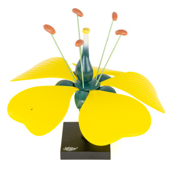 Flower model with ovary and ovule