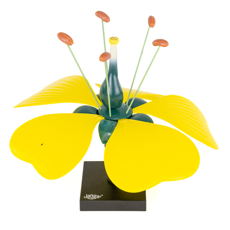 Flower model with ovary and ovule