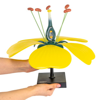 Flower model with ovary and ovule