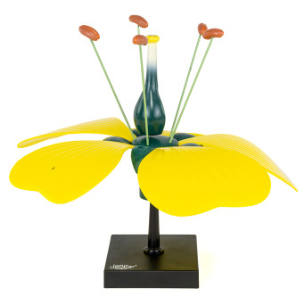 Flower model with ovary and ovule