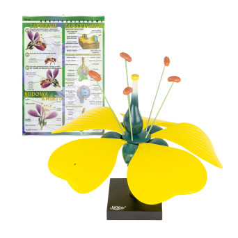 Flower Structure Board with Indicator and Model