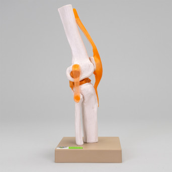 Movable knee joint model