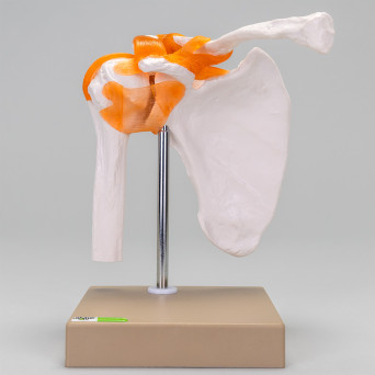 Movable shoulder joint model