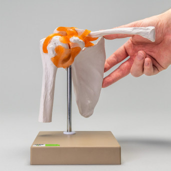 Movable shoulder joint model