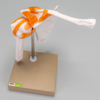 Movable shoulder joint model