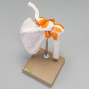 Movable shoulder joint model