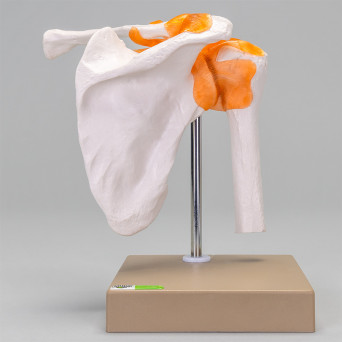 Movable shoulder joint model