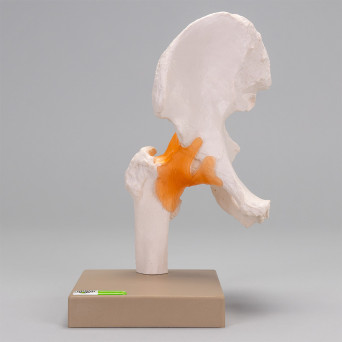 Life-size Movable Hip Joint Model with Muscles on Stand