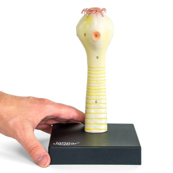 Armed scolex model of Taenia solium (pig tapeworm)