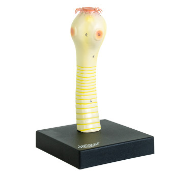 Armed scolex model of Taenia solium (pig tapeworm)