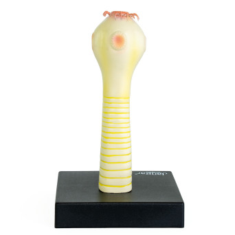 Armed scolex model of Taenia solium (pig tapeworm)