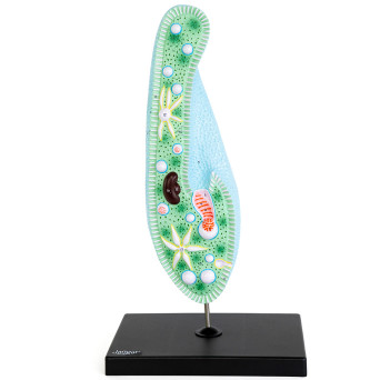 Paramecium model (Paramecium), 1600x