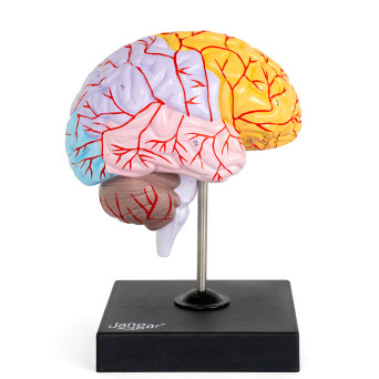 Human brain model with highlighted lobes