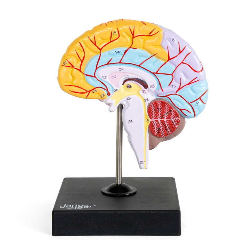 Anatomiczny model półkuli mózgu człowieka