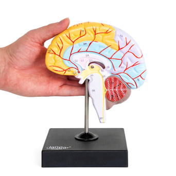 Human brain model with highlighted lobes