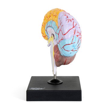 Human brain model with highlighted lobes