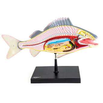 Prepared Fish Model