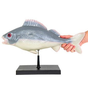 Prepared Fish Model