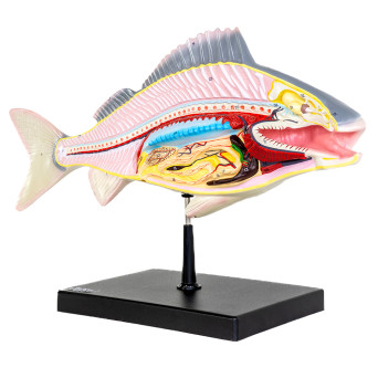 Prepared Fish Model