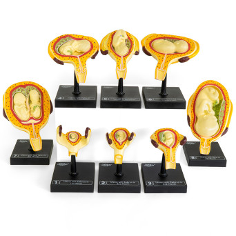 Development of the Human Fetus - 8 Stages (8 Models, 15 Parts)