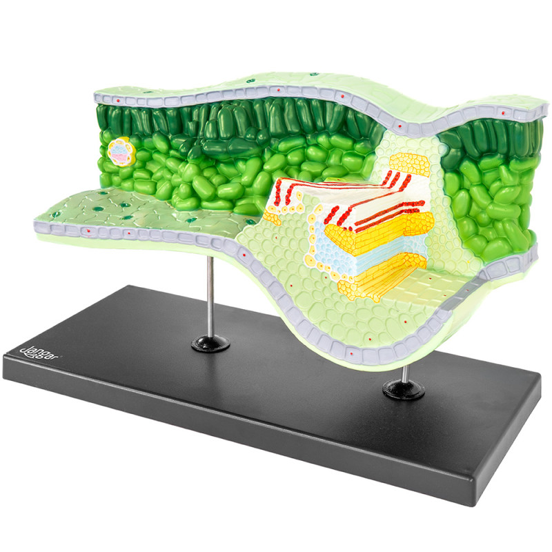 3D Leaf Structural Model