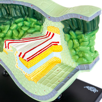 3D Leaf Structural Model