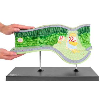 3D Leaf Structural Model