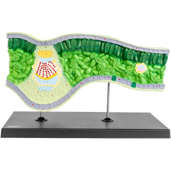 3D Leaf Structural Model