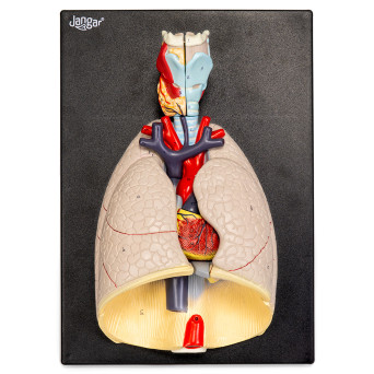 Heart and Lungs Model with Surrounding Anatomy, 7-Part