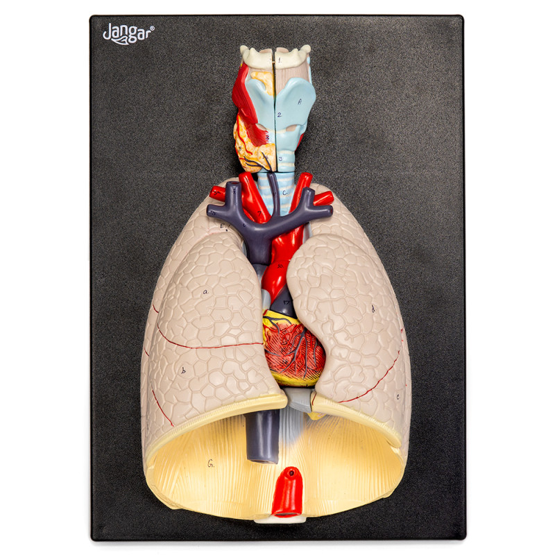 Heart and Lungs Model with Surrounding Anatomy, 7-Part