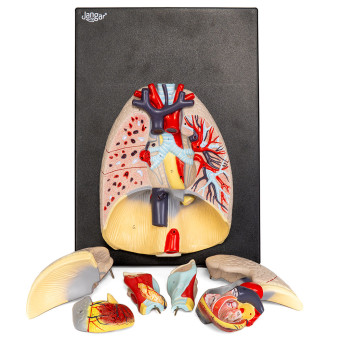 Heart and Lungs Model with Surrounding Anatomy, 7-Part