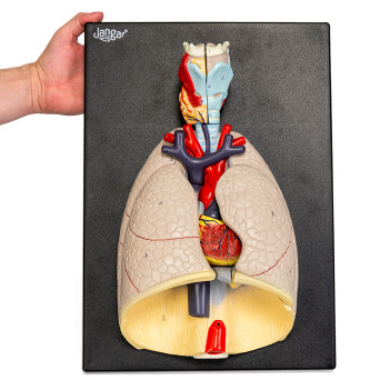 Heart and Lungs Model with Surrounding Anatomy, 7-Part