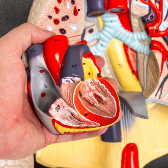 Heart and Lungs Model with Surrounding Anatomy, 7-Part