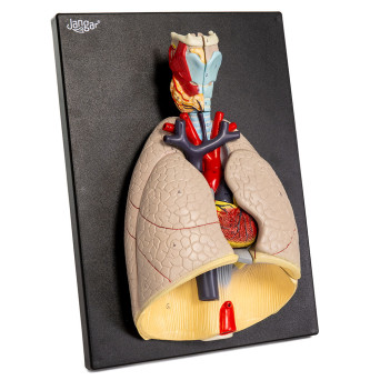 Heart and Lungs Model with Surrounding Anatomy, 7-Part