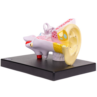Human Ear Anatomy Model, 2x Enlarged, 3-Part